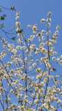 IMG-20250509-WA0010
