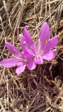 250313_11-Lichtblumen