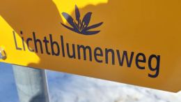 250313_2-Lichtblumen