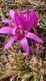 250313_9-Lichtblumen